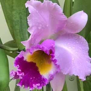 Meet your Posher, Tatiana